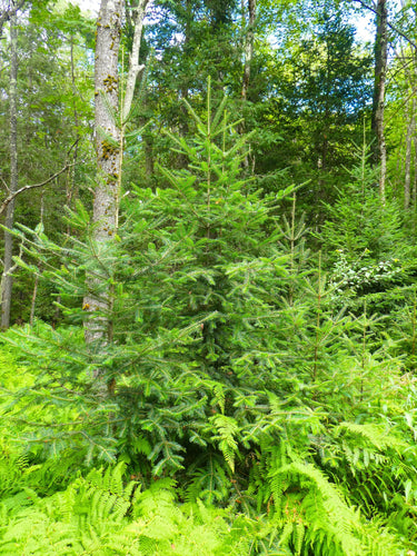 30 BALSAM FIR Tree Abies Balsamea Christmas Tree Silver Pine Canadian Fir Native Evergreen Seeds